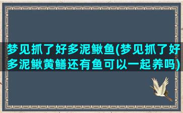 梦见抓了好多泥鳅鱼(梦见抓了好多泥鳅黄鳝还有鱼可以一起养吗)