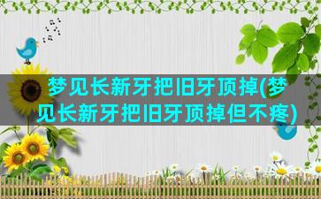 梦见长新牙把旧牙顶掉(梦见长新牙把旧牙顶掉但不疼)